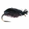 crow beetle